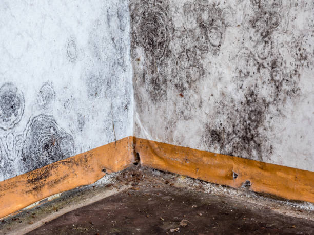 Professional Water damage restoration in Trowbridge Park, MI